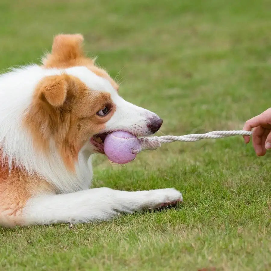 Pet Dog Tennis Ball Chew Toy With Rope Tug Of War Interactive Toy