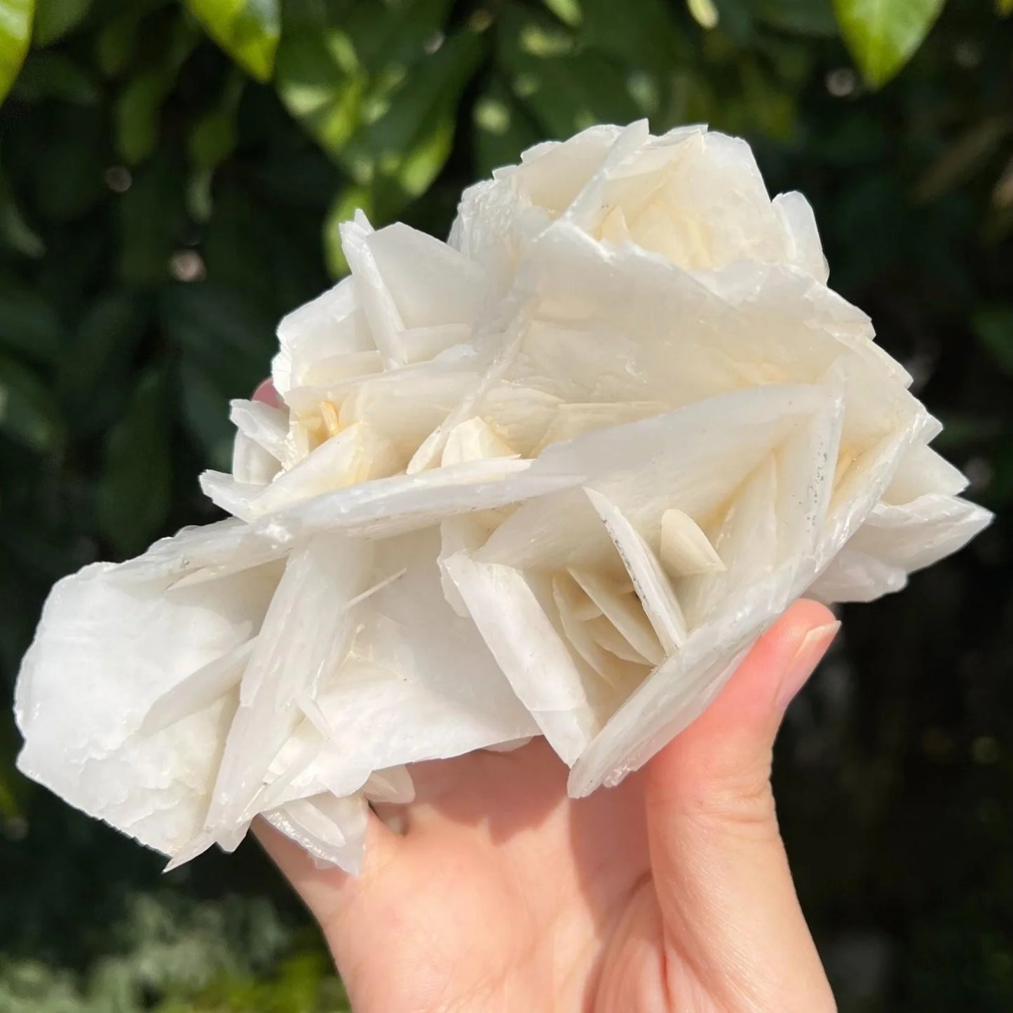 1pc 200-300g White Rose Calcite Mineral Speciman UV Reaction Under UV Light Home Decoration Valentine's Day Gift
